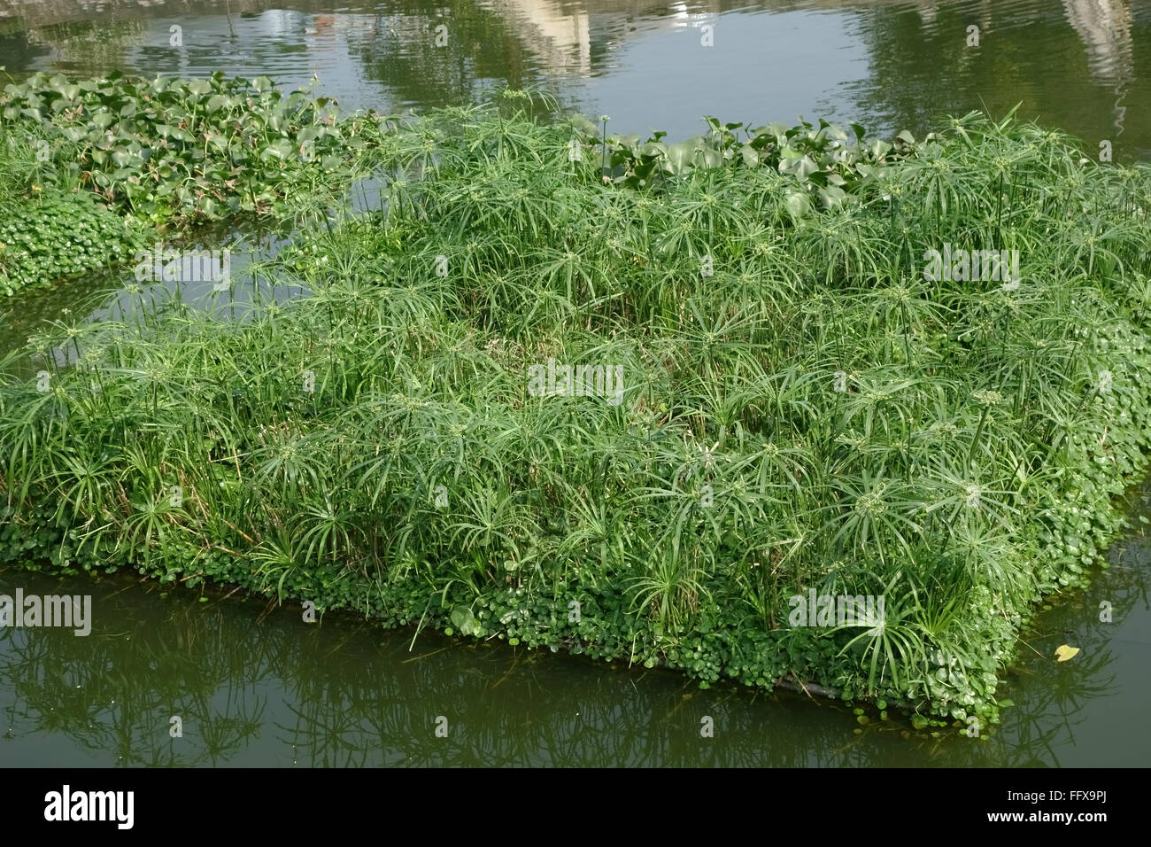 Floating islands of various plants anchored in a lake to attract wildlife, Hanoi, Vietnam, January, Stock Photo