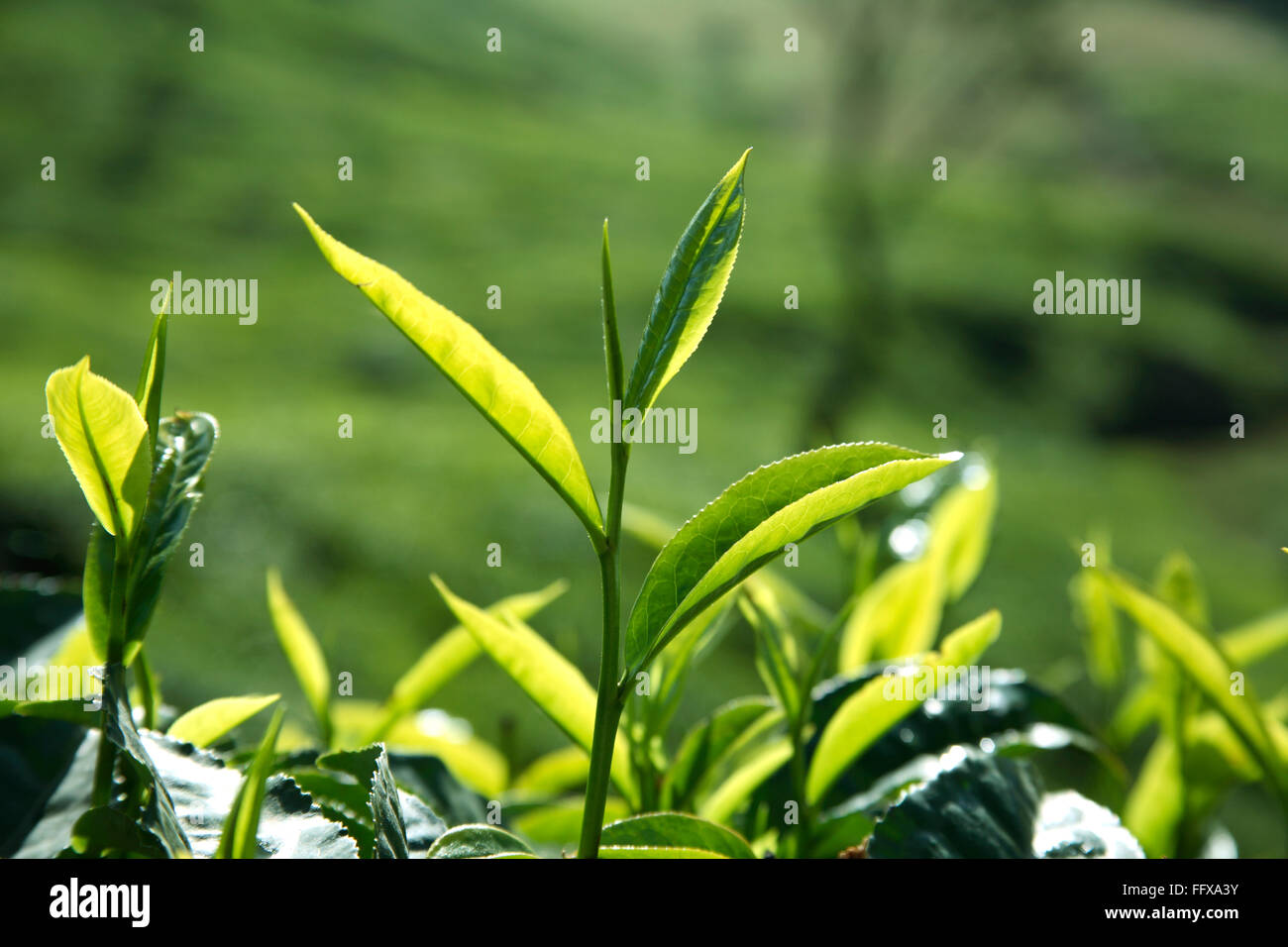 tea plant, tea shrub, tea tree, Camellia sinensis, fresh foliage and tender leaves, tea garden at Munnar , Kerala , India , Asia Stock Photo