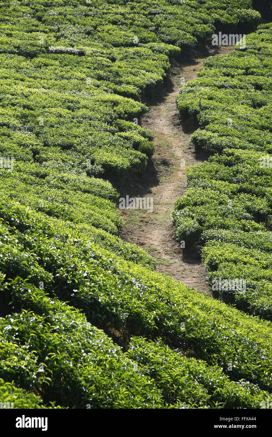 Tea plants Latin name Camellia sinensis fresh foliage and tender leaves foot way in Tea gardens at Munnar, Kerala India Stock Photo