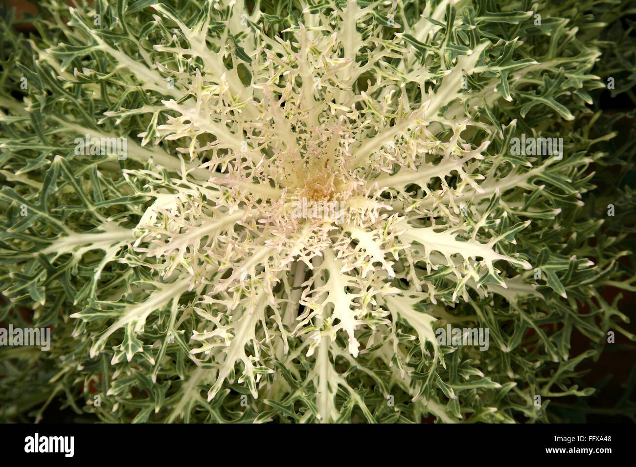 Kale, Brassica oleracea var acephala, Acephala group, Brassica oleracea, cabbage, India, Asia Stock Photo