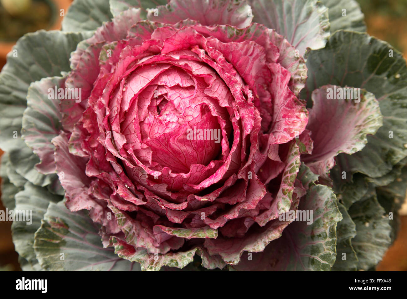 Common name flowering or ornamental kale Cabbage Latin name Brassica oleracea species Stock Photo