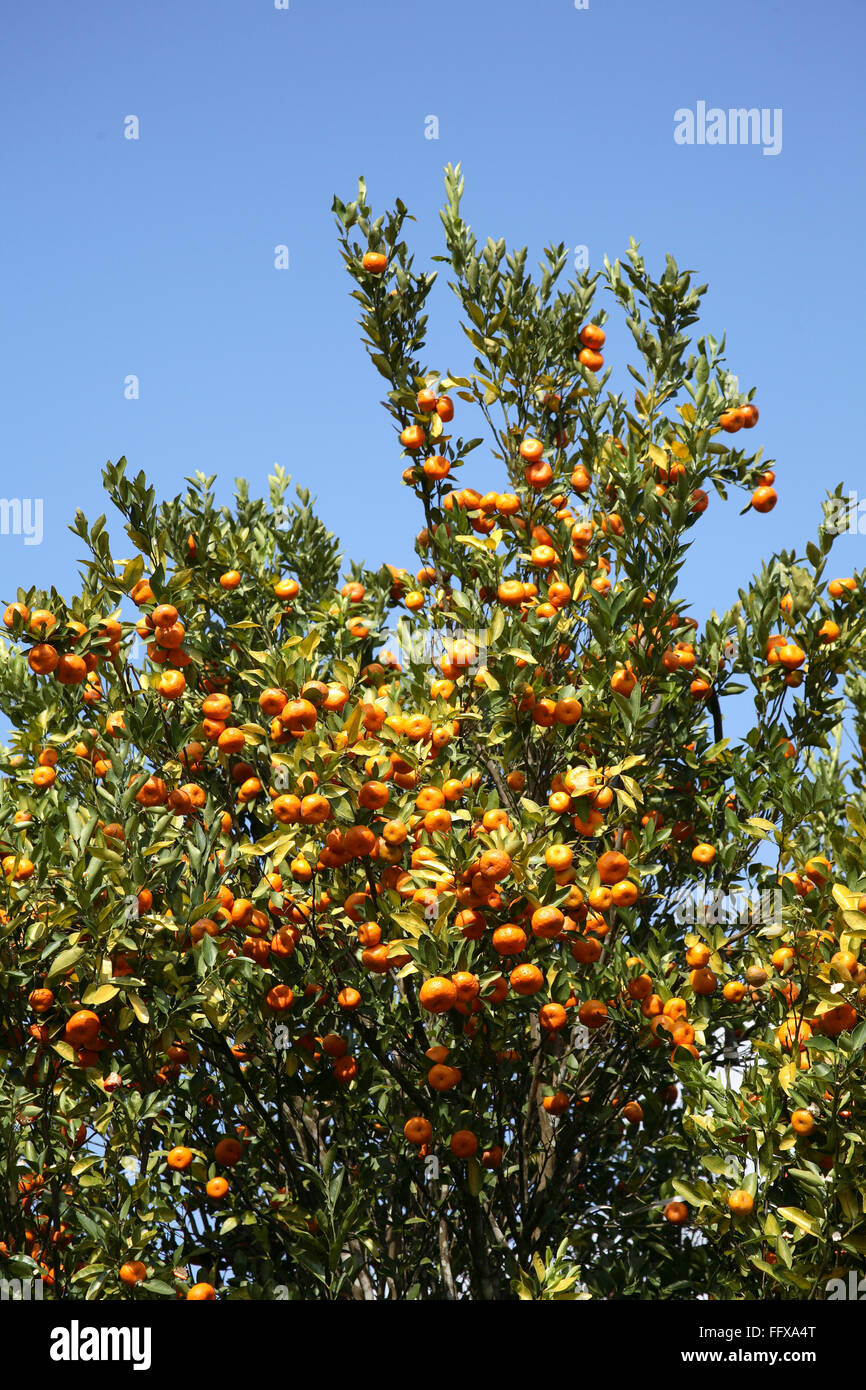 Fruits , Oranges on tree Citrus reticulata Clementin Rutaceae on the way to Periyar Wildlife Sanctuary , Thekkady, Kerala Stock Photo