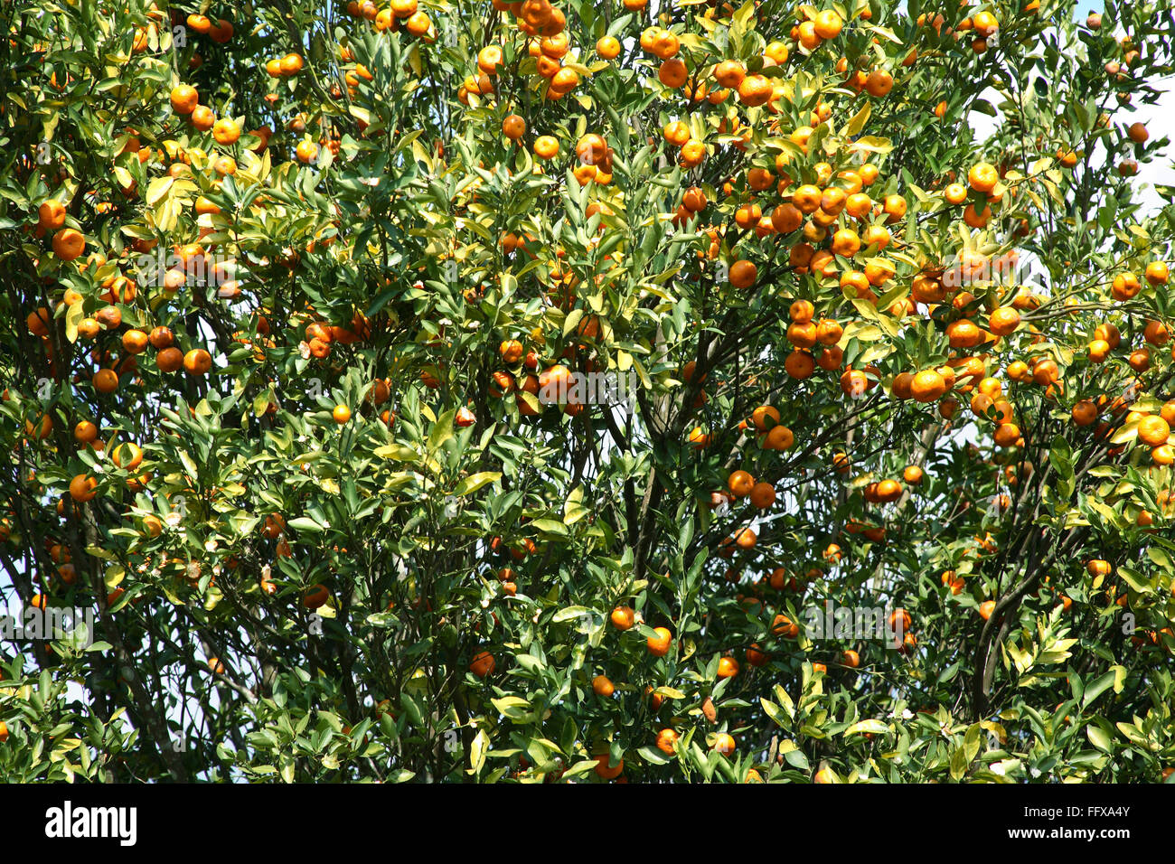 Fruits , Oranges on tree Citrus reticulata Clementin Rutaceae on the way to Periyar Wildlife Sanctuary , Thekkady, Kerala Stock Photo