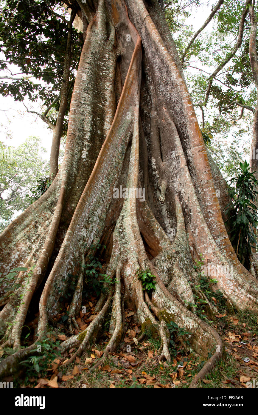 Banyan tree Botanical name Ficus bengalensis , Periyar wildlife