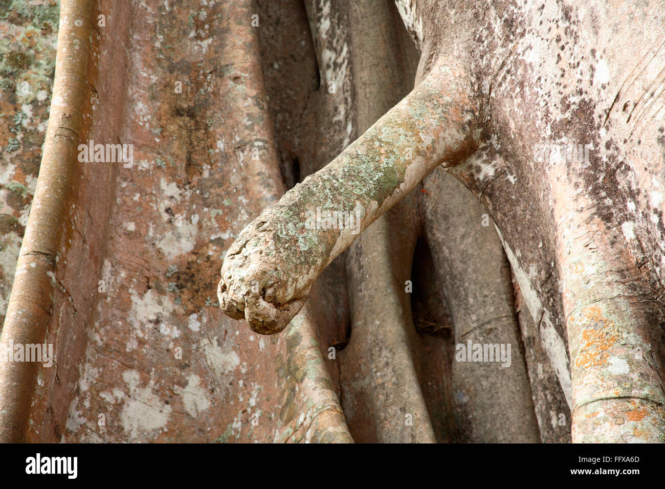 Part of Banyan tree looks like human body part Botanical name Ficus bengalensis , Periyar wildlife Sanctuary Thekkady Kerala Stock Photo