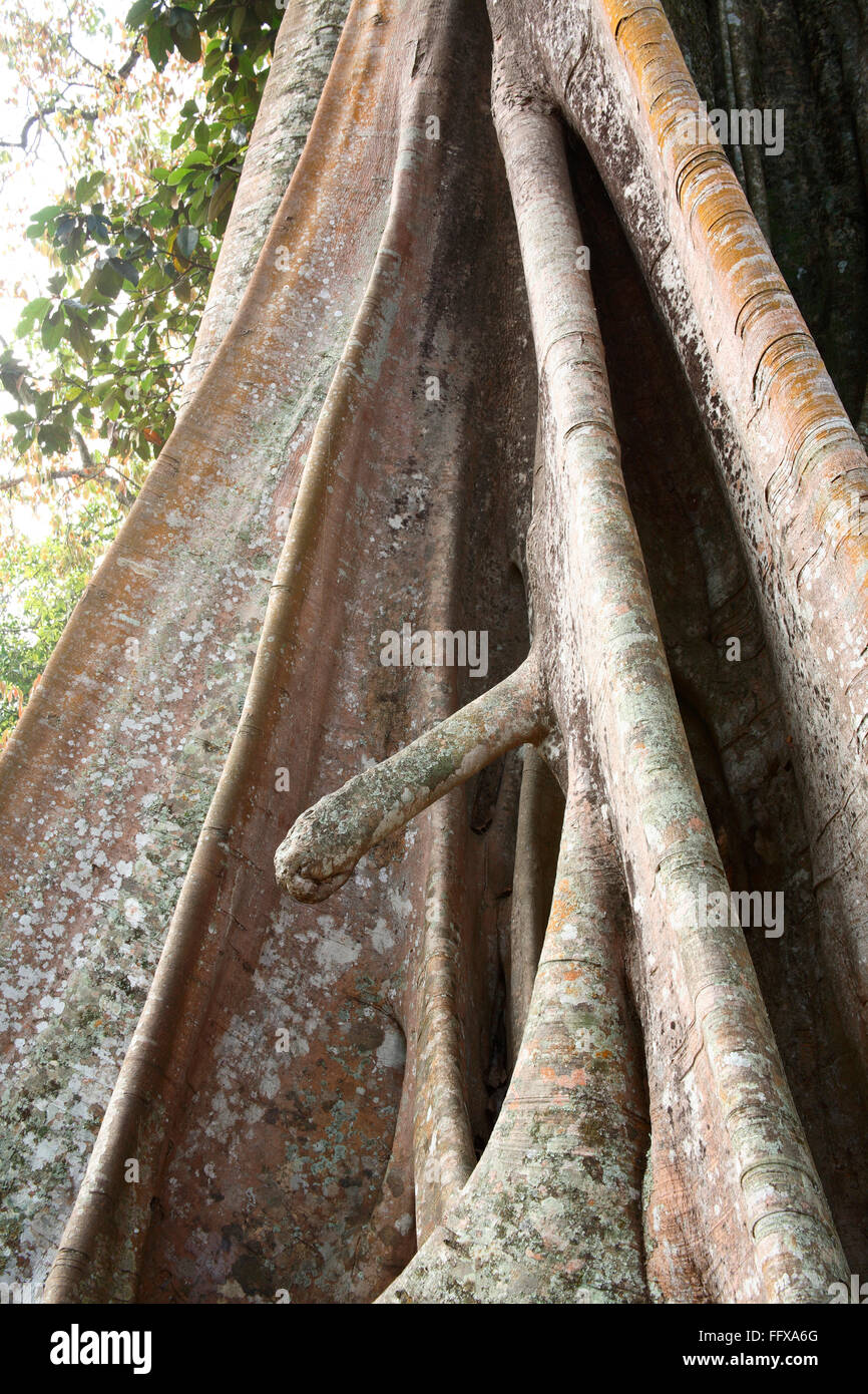 Part of Banyan tree looks like human body part Botanical name Ficus bengalensis Periyar wildlife Sanctuary Thekkady Kerala Stock Photo