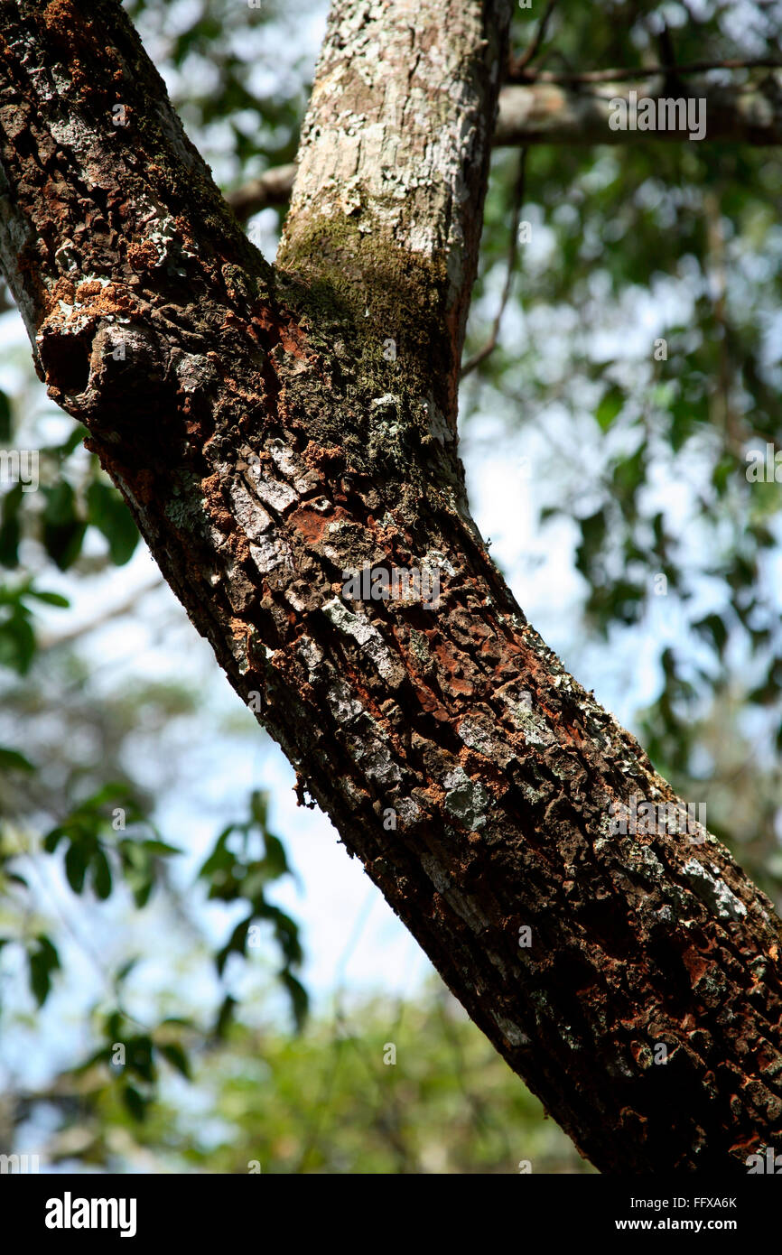 Sandal wood tree Botanical name Santalum album , Periyar National Park