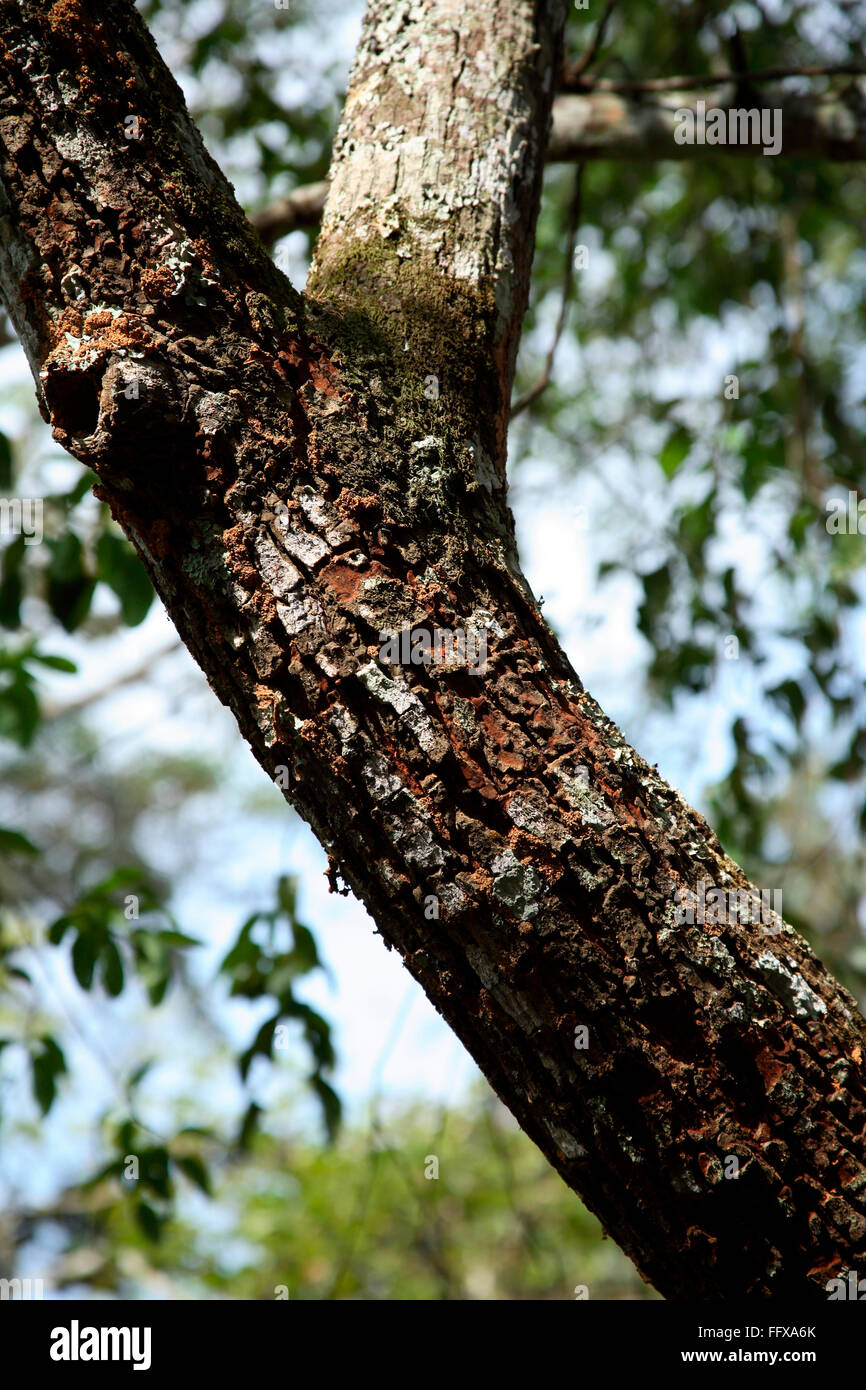 Sandal wood tree Botanical name Santalum album , Periyar National Park , Kerala , India - ang 122321 Stock Photo
