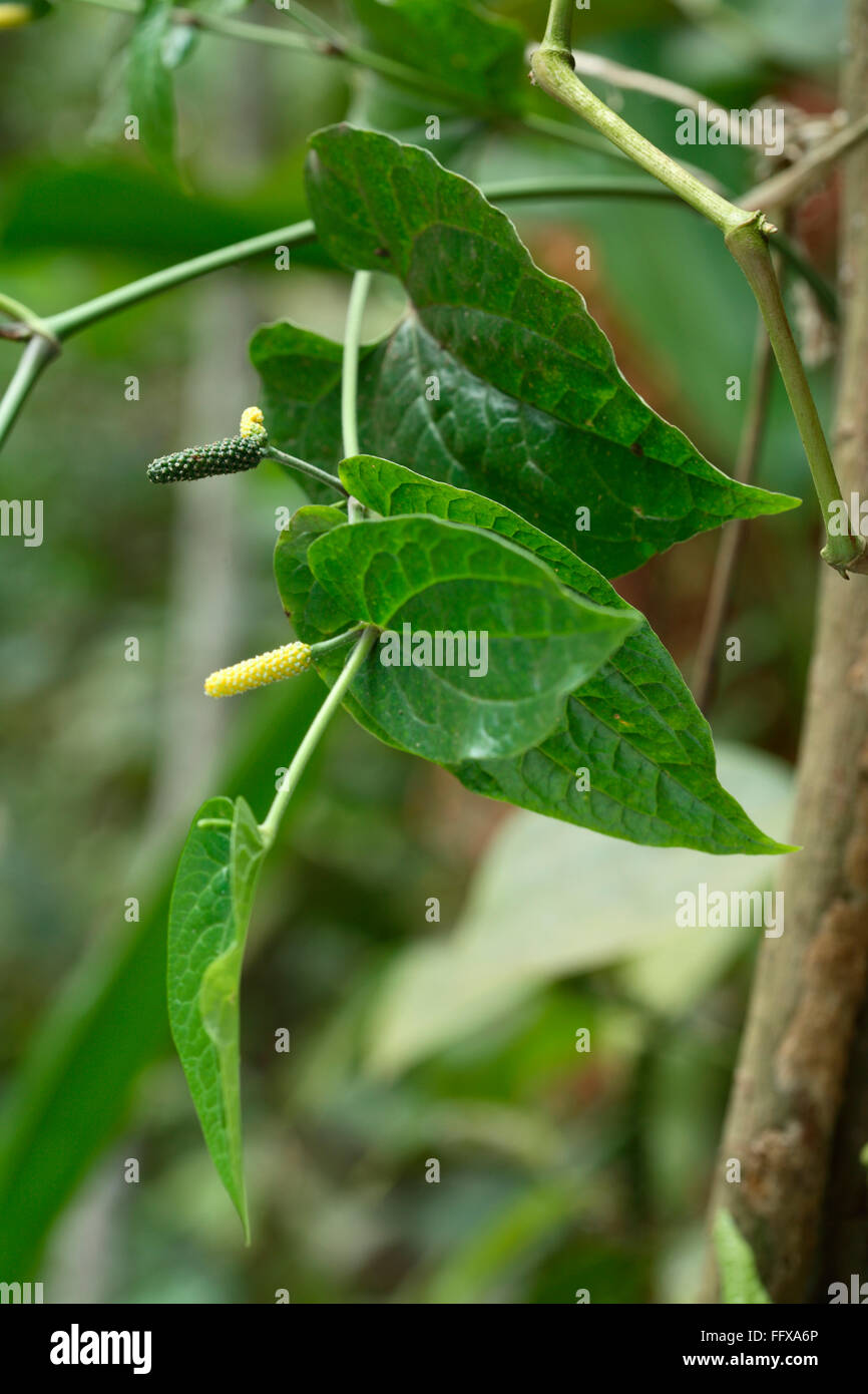 Spices , Long pepper Botanical name Piper Longum used for ayurvedic medicine Stock Photo