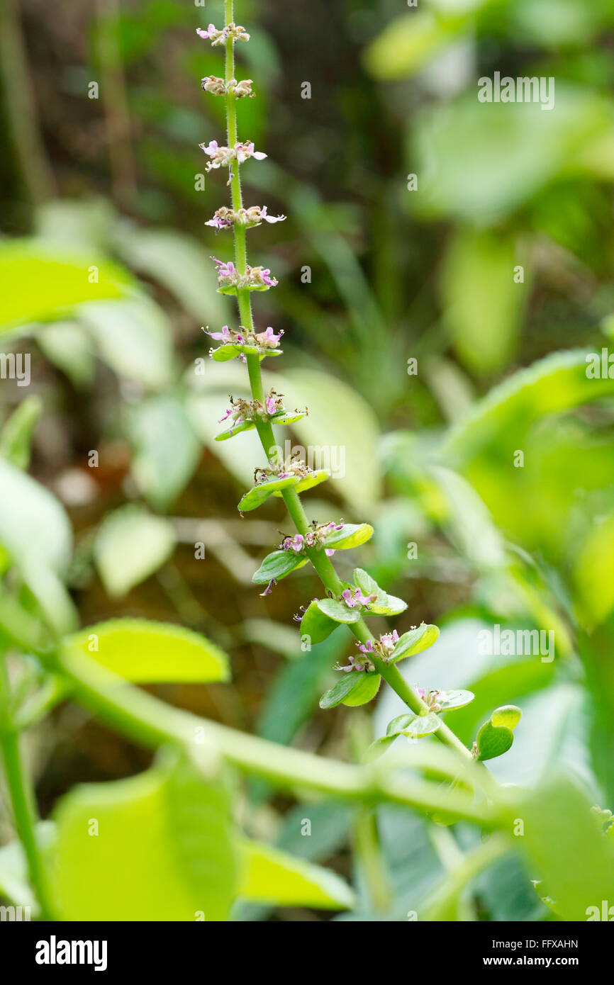 Medicinal plant , ayurvedic medicinal plant and flowers Indian name Pashanbheda Botanical name Coleus Aromaticus Stock Photo