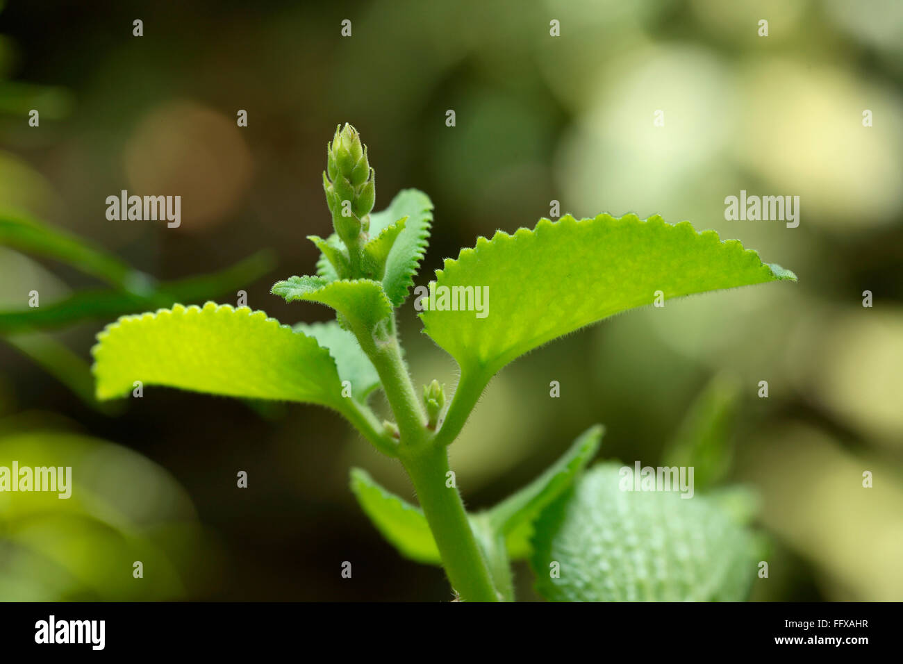 Medicinal plants , ayurvedic medicinal plant Indian name Pashanbheda Botanical name Coleus Aromaticus Stock Photo