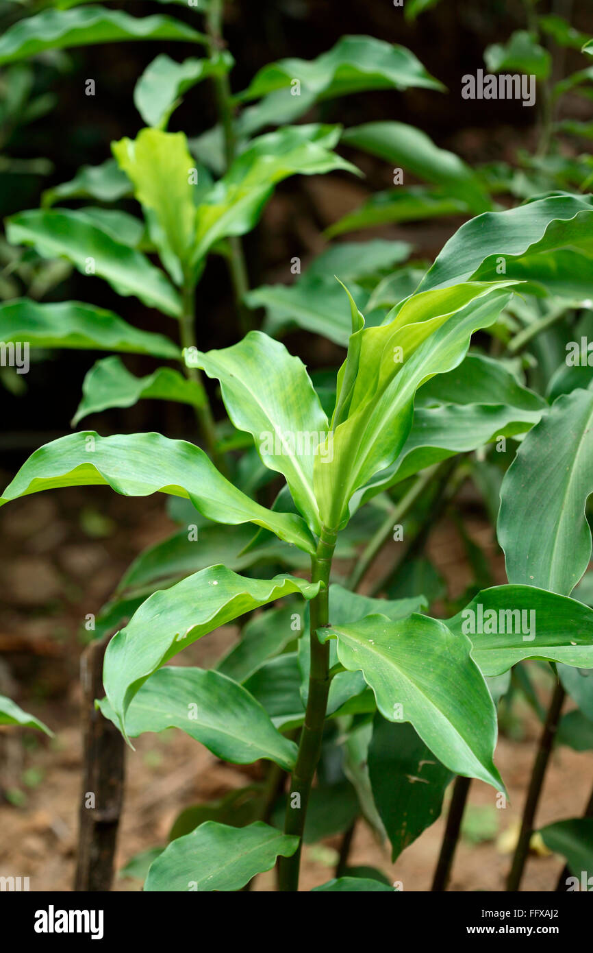 Costus Pictus, Insulin plant, Medicinal plant, India, Asia Stock Photo