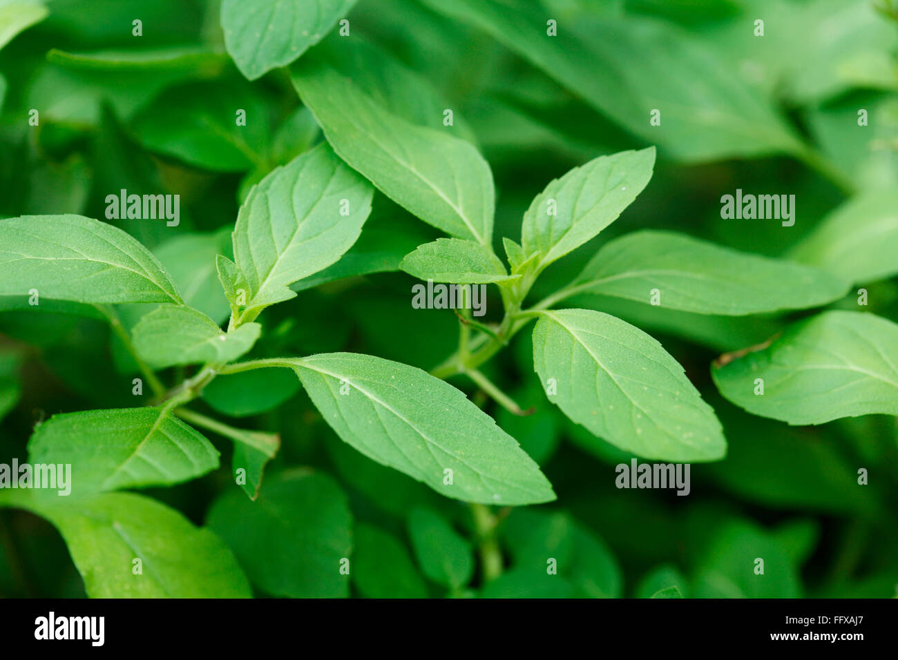 Medicinal plant herb Common Name Vicks plant Peppermint plant botanical name Mentha piperita Stock Photo