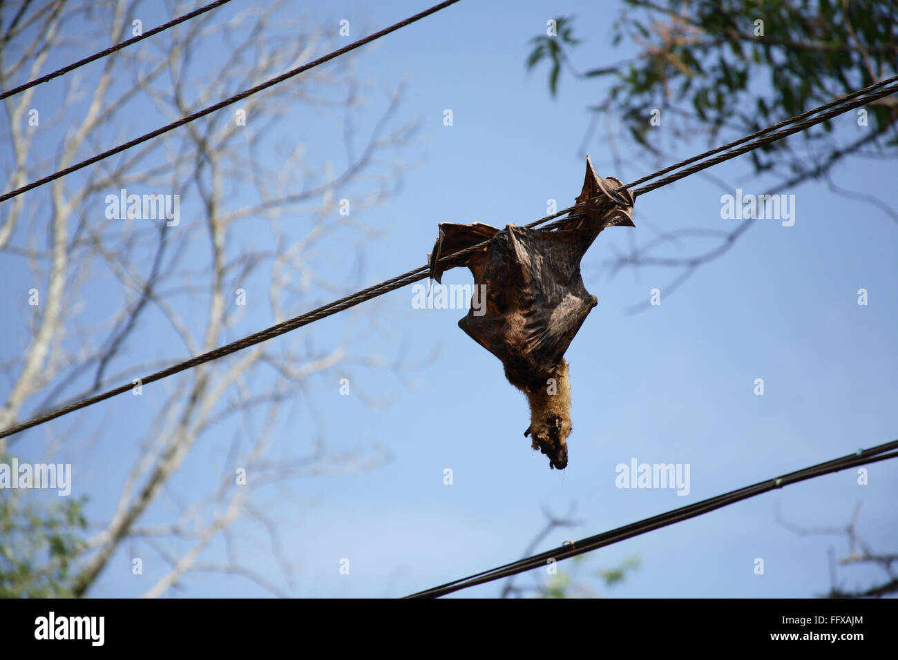 Bat electrocuted, bat dead by electric shock , Kerala , India , Asia Stock Photo