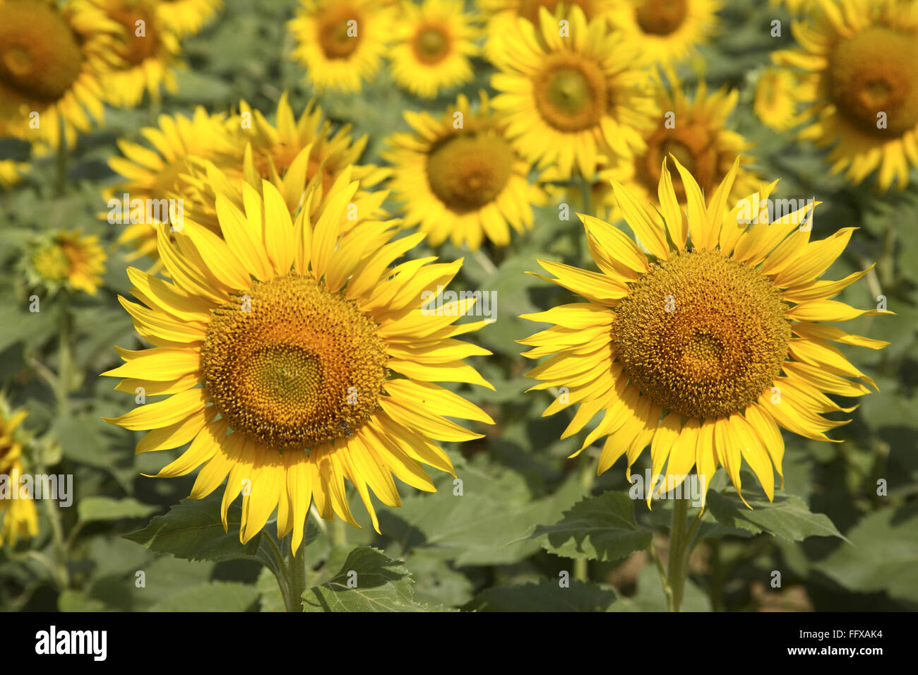 Sunflower plant, Maharashtra, India, Asia Stock Photo Alamy