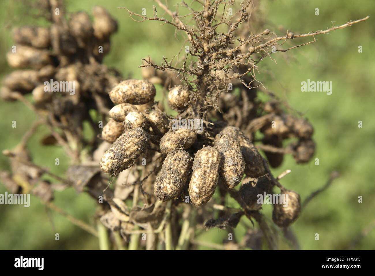 Peanut or Groundnut Arachis hypogaea grown with root underground seeds Stock Photo