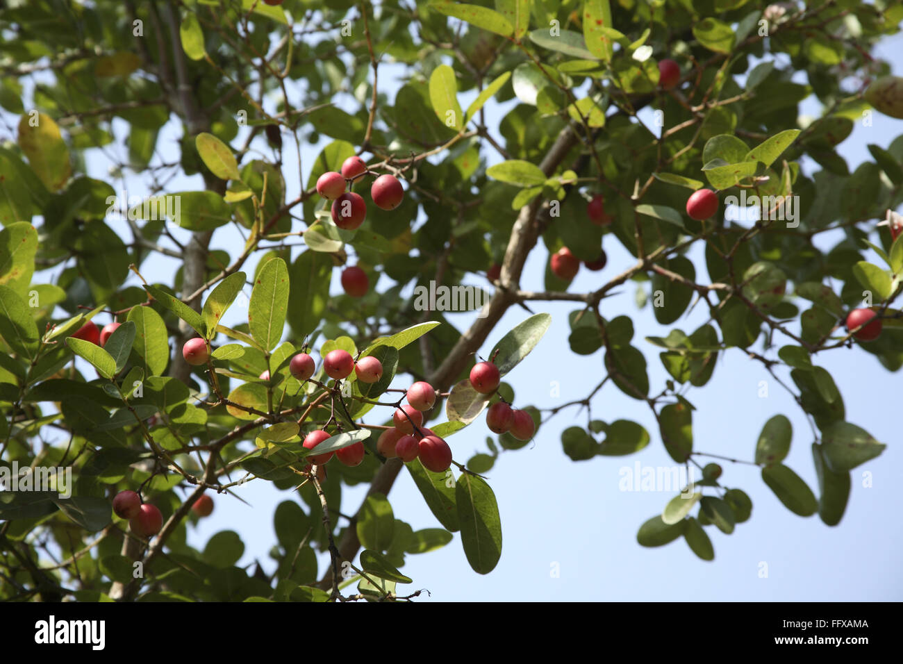 Carissa canjasta hires stock photography and images Alamy