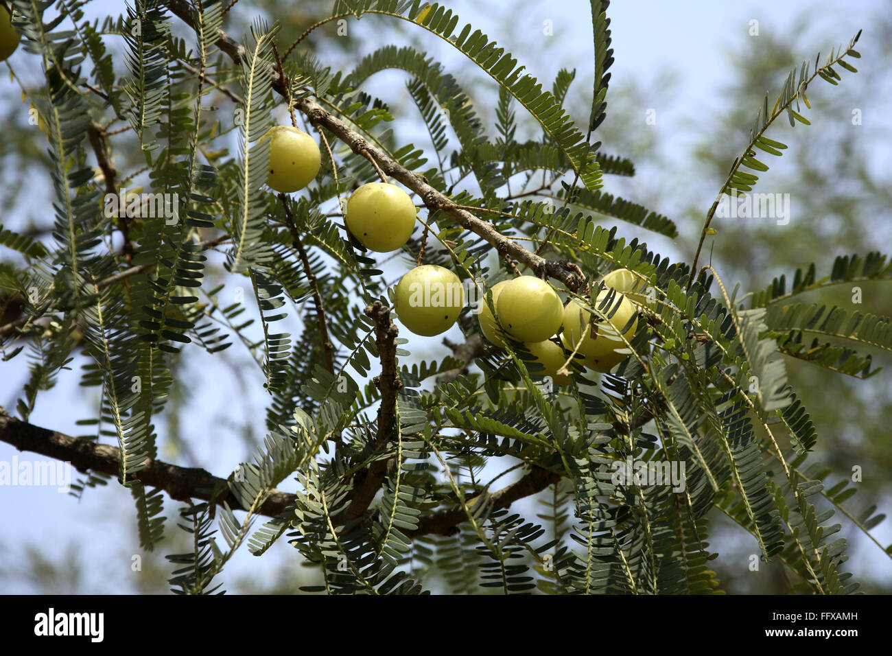 Fruits , Food ayurvedic medicine and herb fruit Amla Emblica