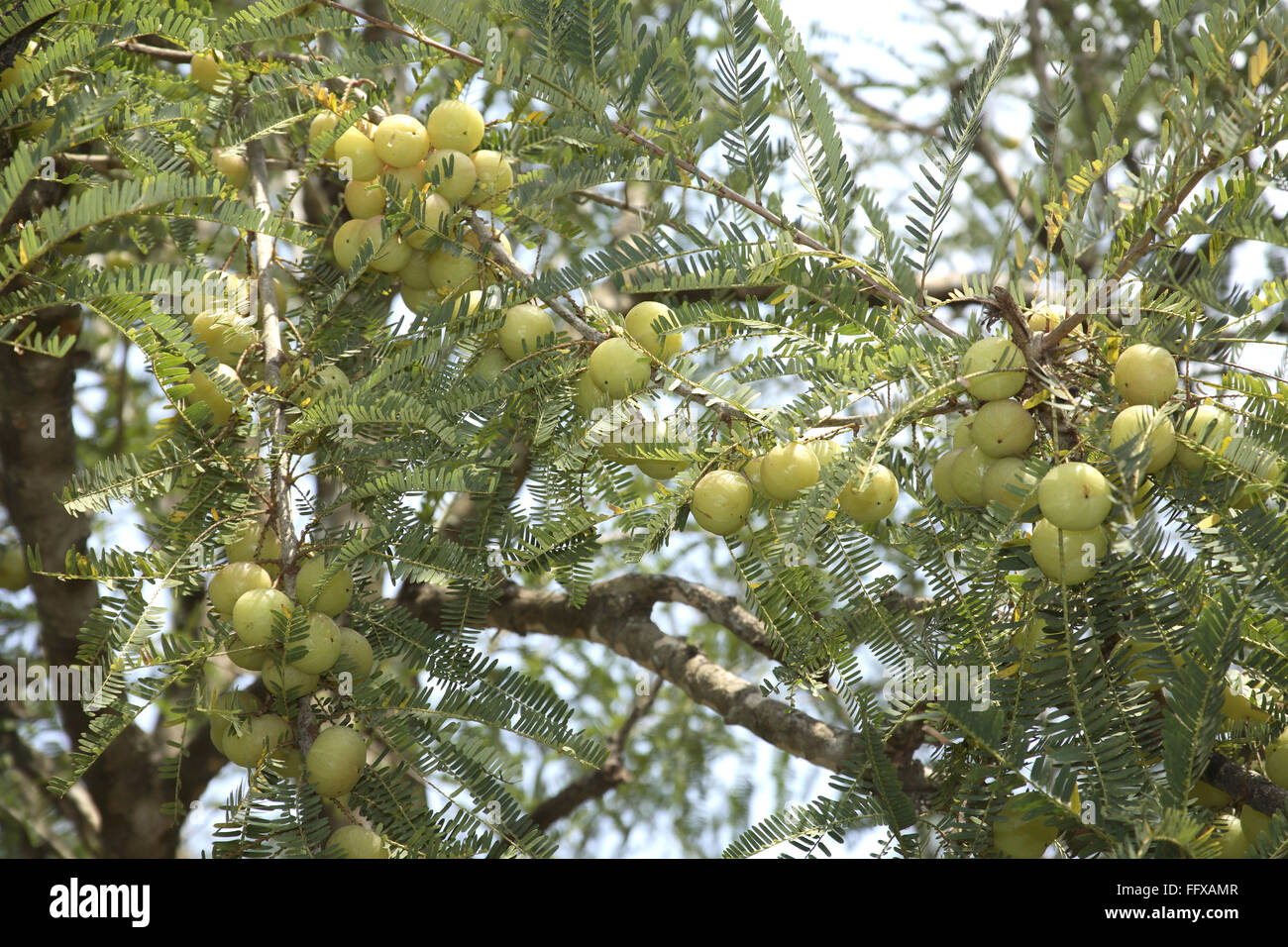 Amla tree, phyllanthus emblica, emblic, emblic myrobalan, myrobalan, Indian gooseberry, Malacca tree, India, Asia Stock Photo