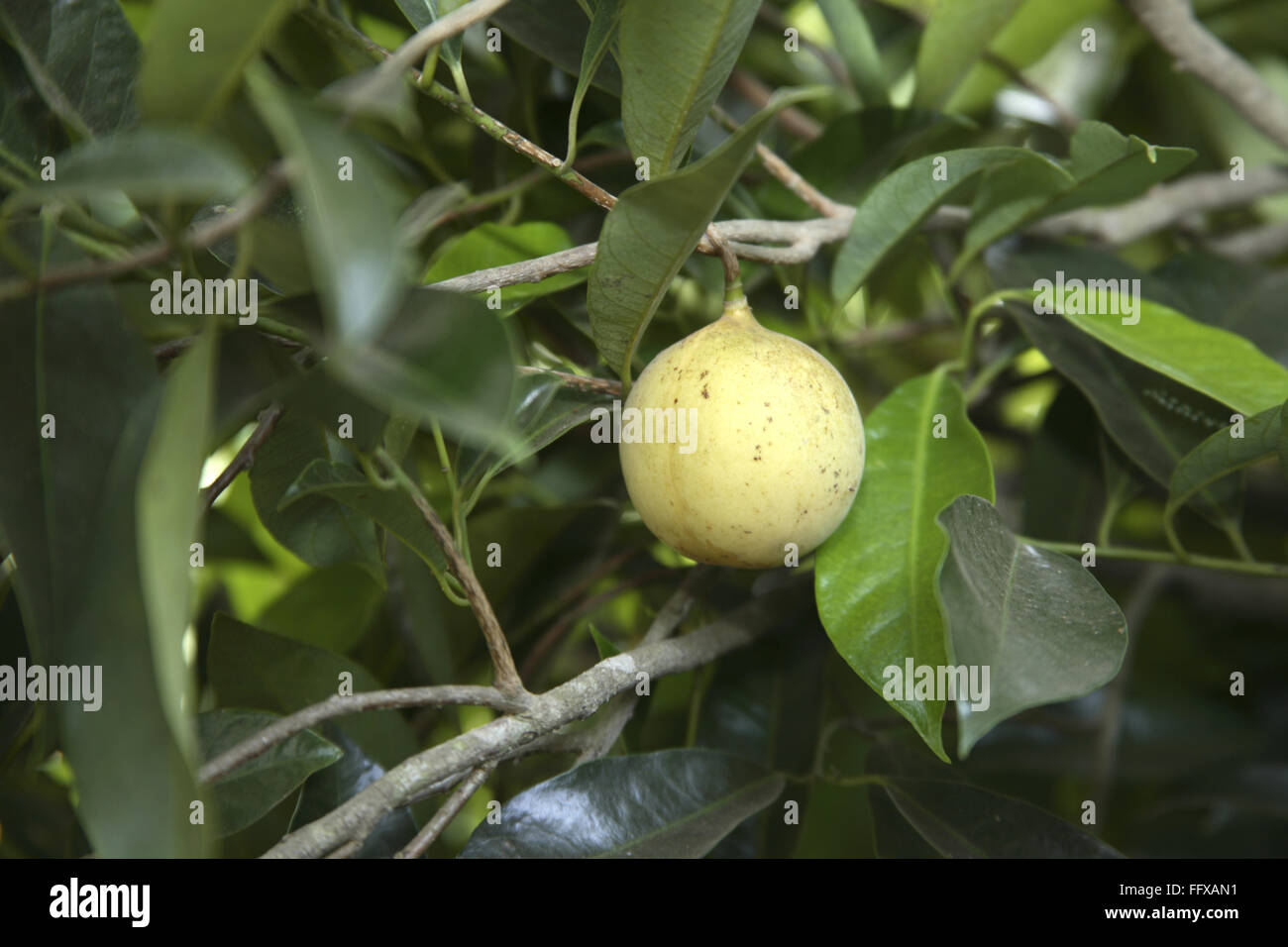 Nutmeg Tree High Resolution Stock Photography and Images Alamy