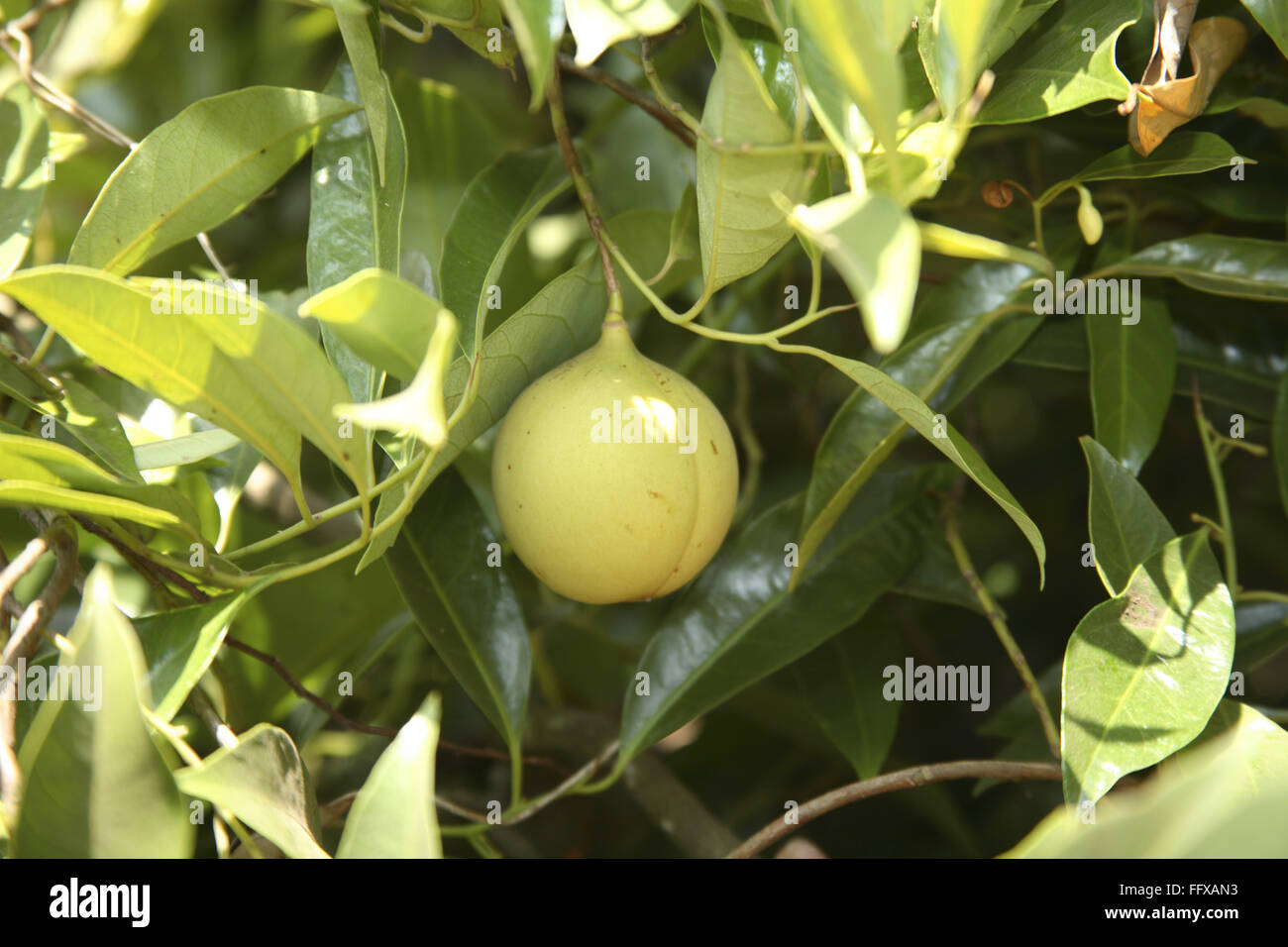 Nutmeg tree hires stock photography and images Alamy