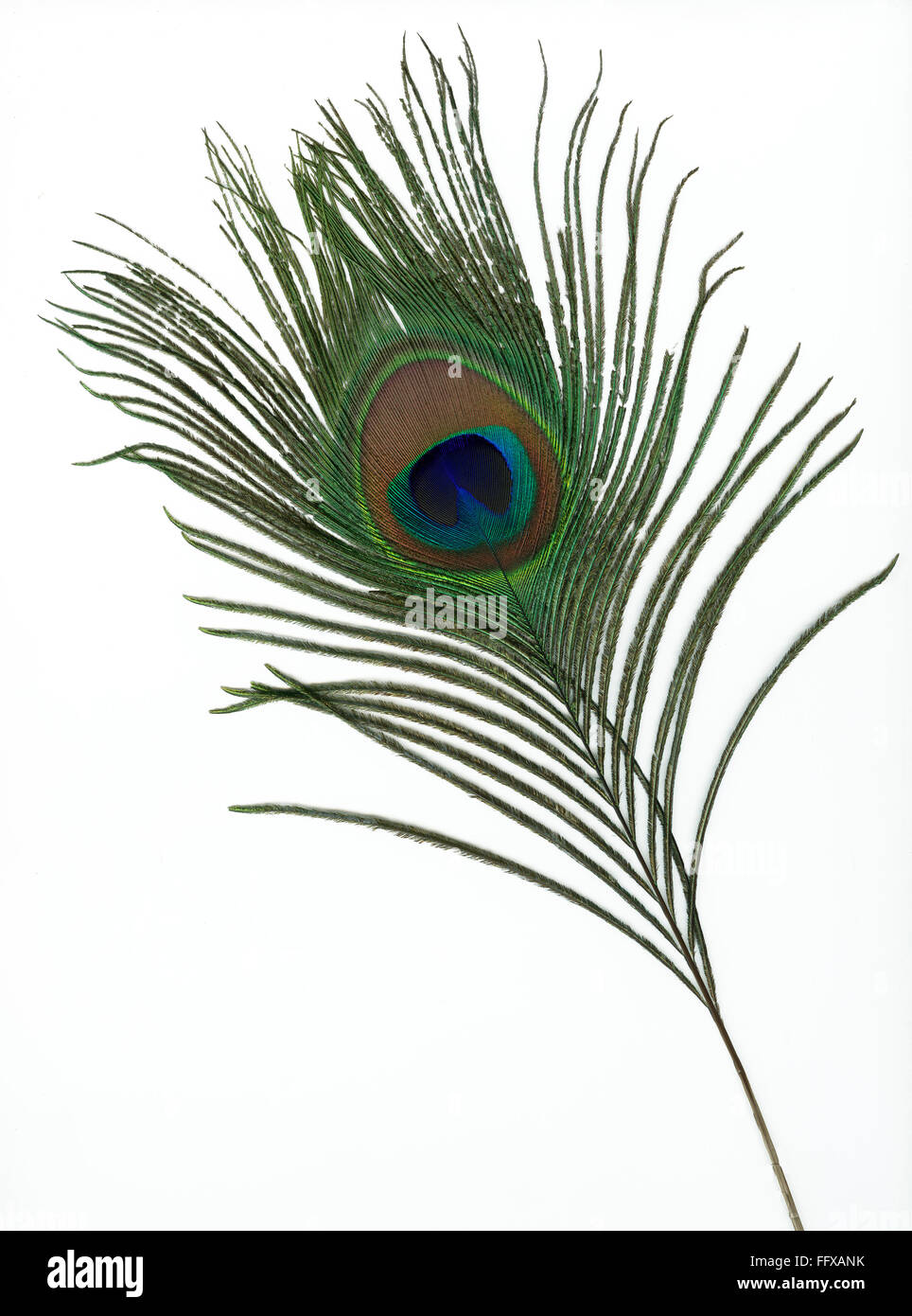 White peacock feather hires stock photography and images Alamy