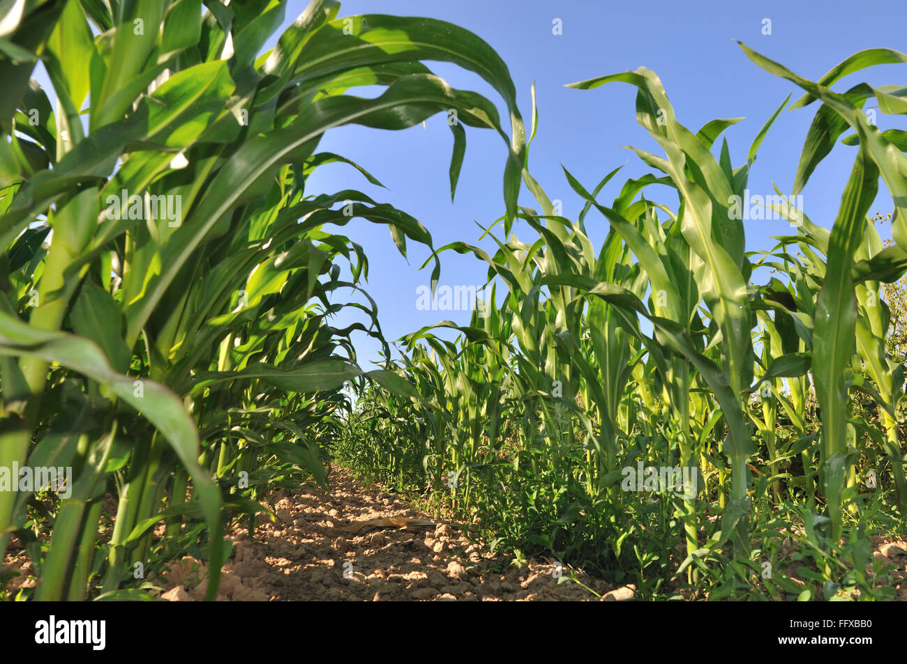 field of maize with greenery foliage Stock Photo