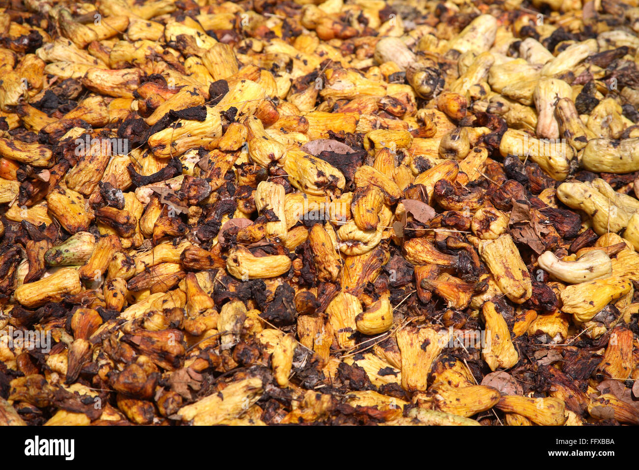 Cashew fruits kept open space rotten used for cashew spirituous liquor production industry