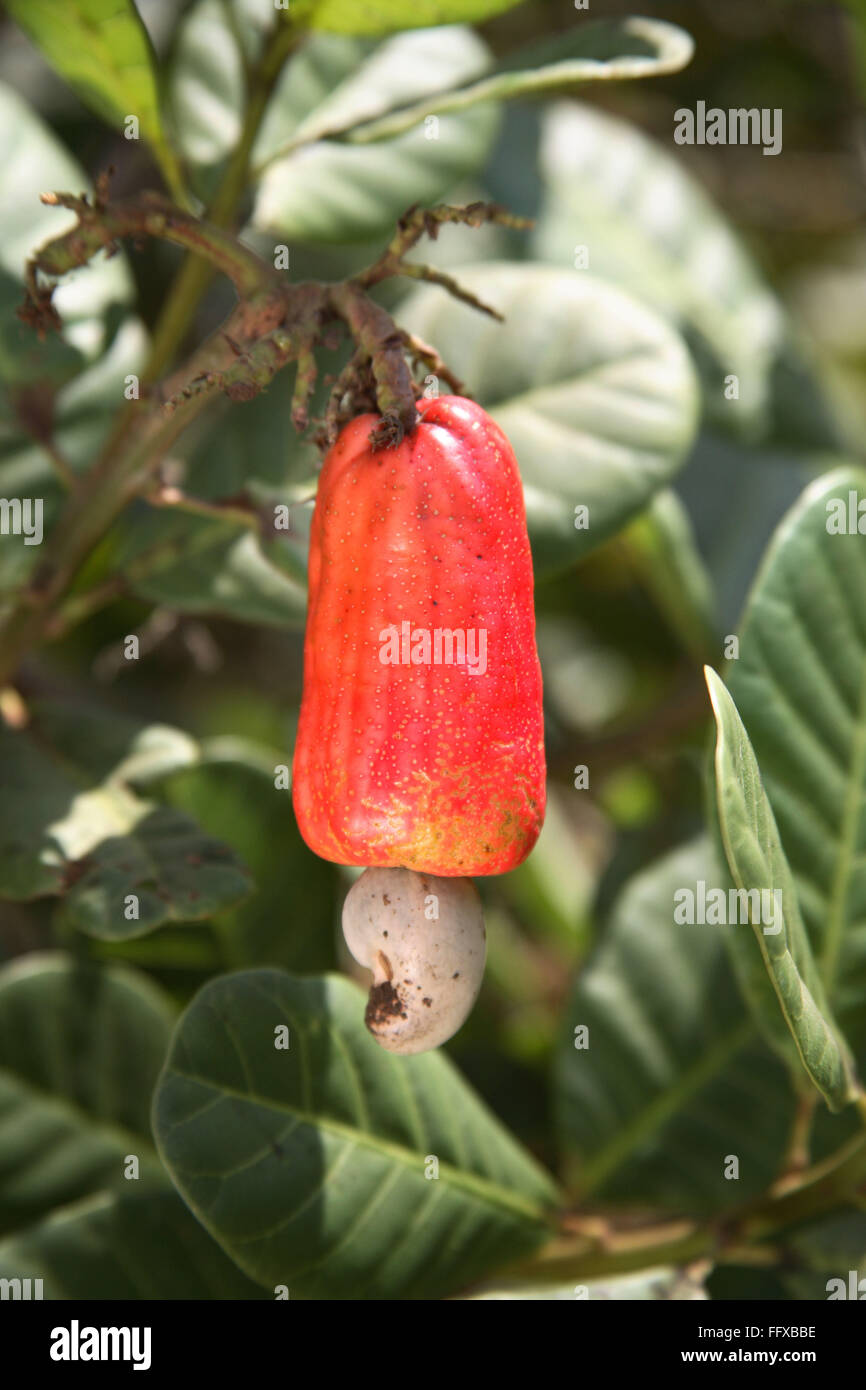 Cashew Fruit High Resolution Stock Photography and Images Alamy