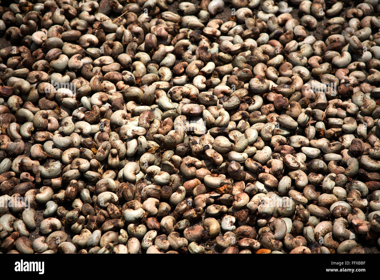 Cashew nut seeds drying, Konkan, Maharashtra, India, Asia Stock Photo