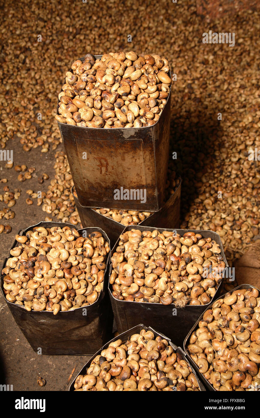 Cashew nut seeds in containers, Konkan, Maharashtra, India, Asia Stock