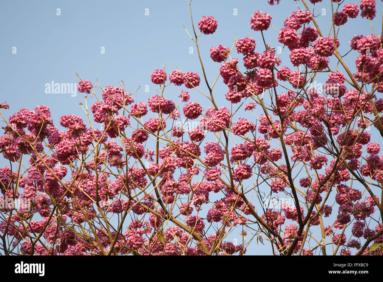 Tabebuia impetiginosa, Handroanthus impetiginosus, pink ipe, pink lapacho, pink trumpet tree, purple trumpet tree, Ipe, Taheebo, ant wood, Stock Photo