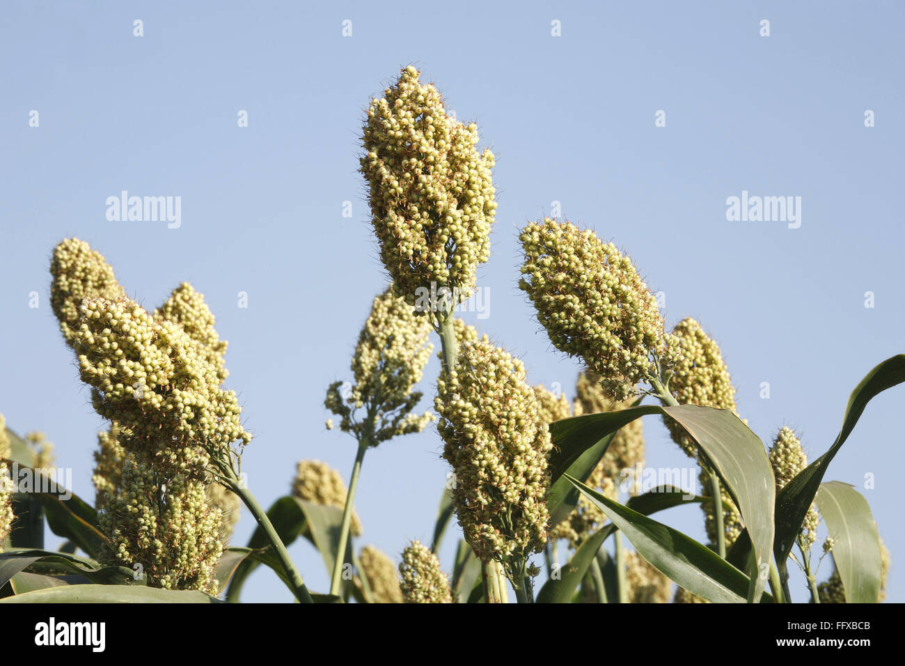 Grain , close ups of corns of jawar jawari in field