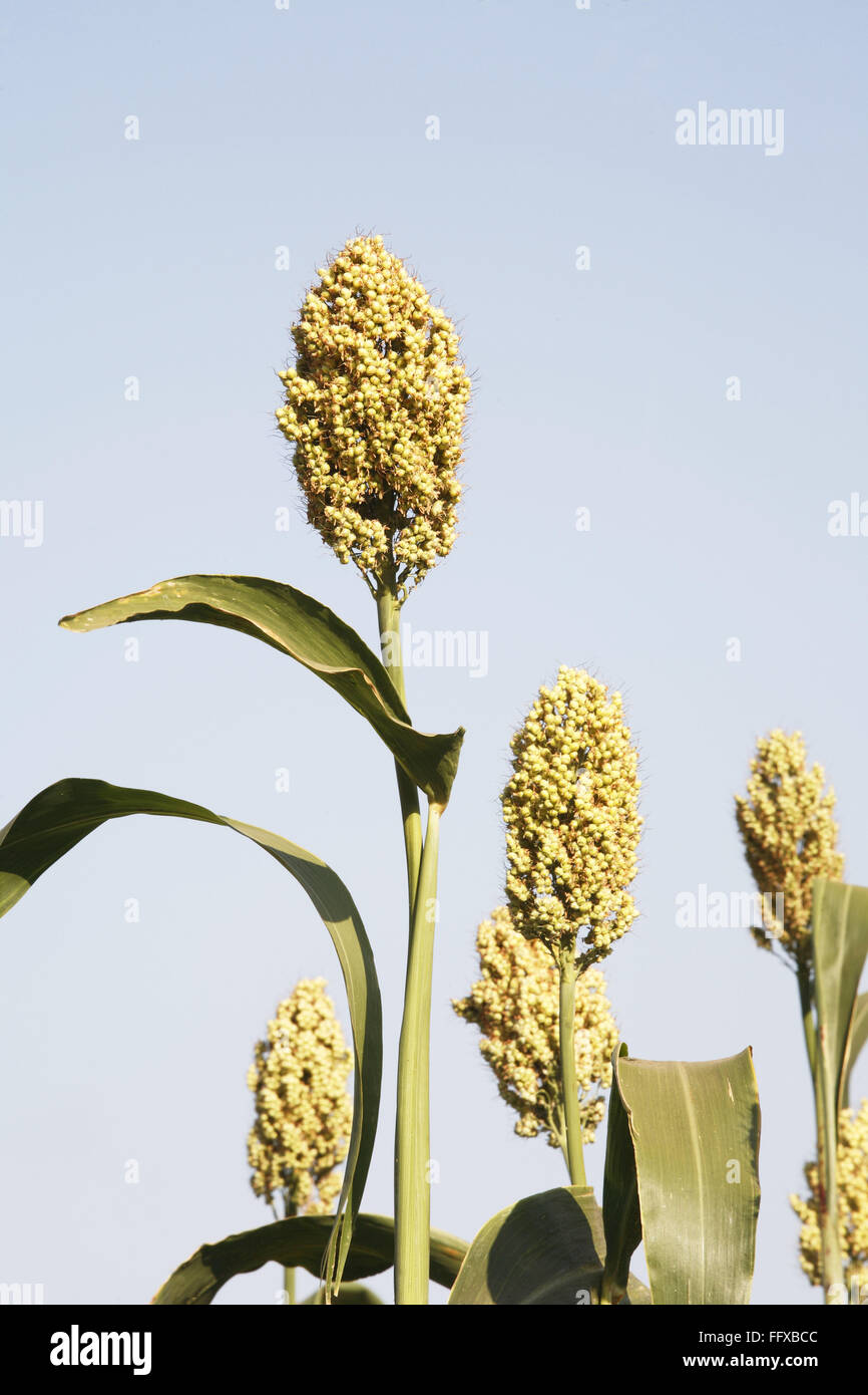 Grain , close ups of corn of jawar jawari in field