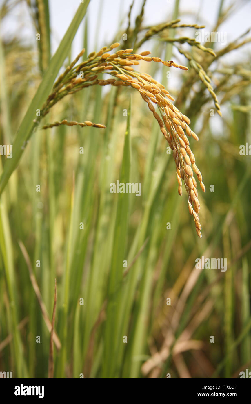 Grain , close up of matured rice ready for harvest in paddy field , Tamil Nadu , India Stock Photo