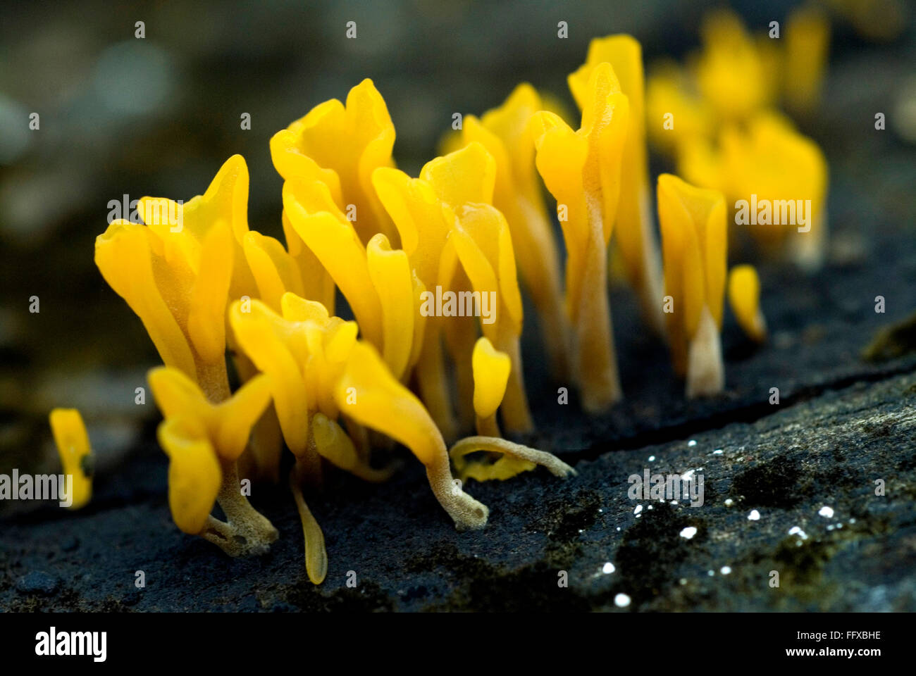 Jelly fungus hires stock photography and images Alamy