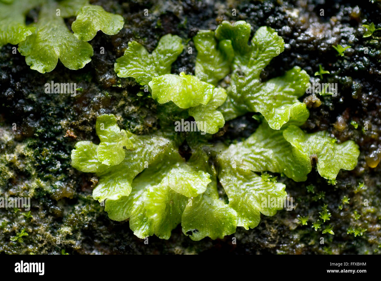 Moss on wall  monsoon wet green Marchantia sp Bryophyte Stock Photo