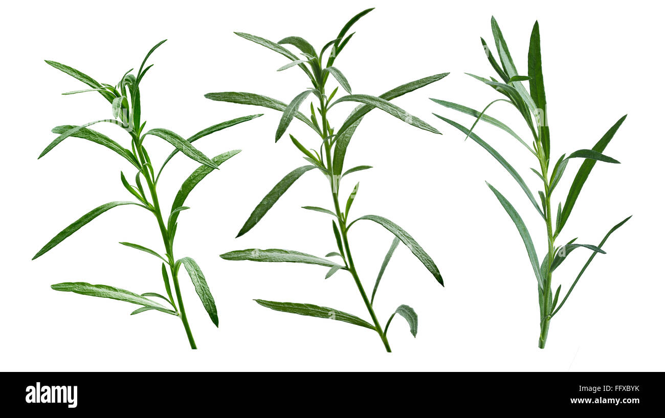Set of fresh tarragon (Artemisia Dracunculus). Aromatic fine herb. Clipping path, infinite DOF, high detailed Stock Photo