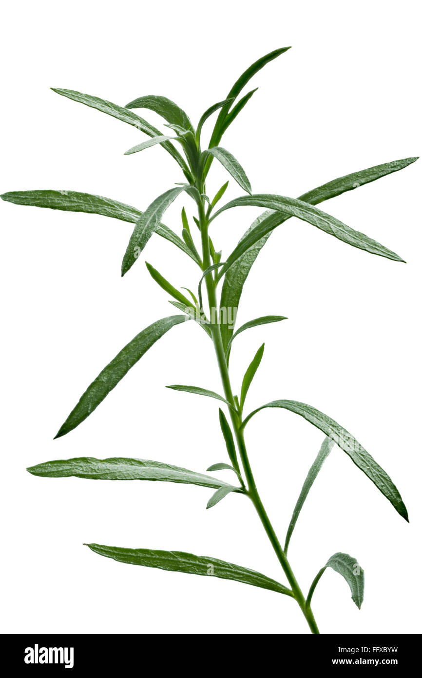Fresh tarragon (Artemisia Dracunculus). Aromatic fine herb. Clipping path, infinite DOF, high detailed Stock Photo