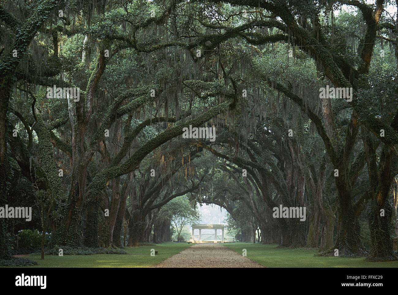 ROSEDOWN PLANTATION. /nA view of the entrance drive and gate at