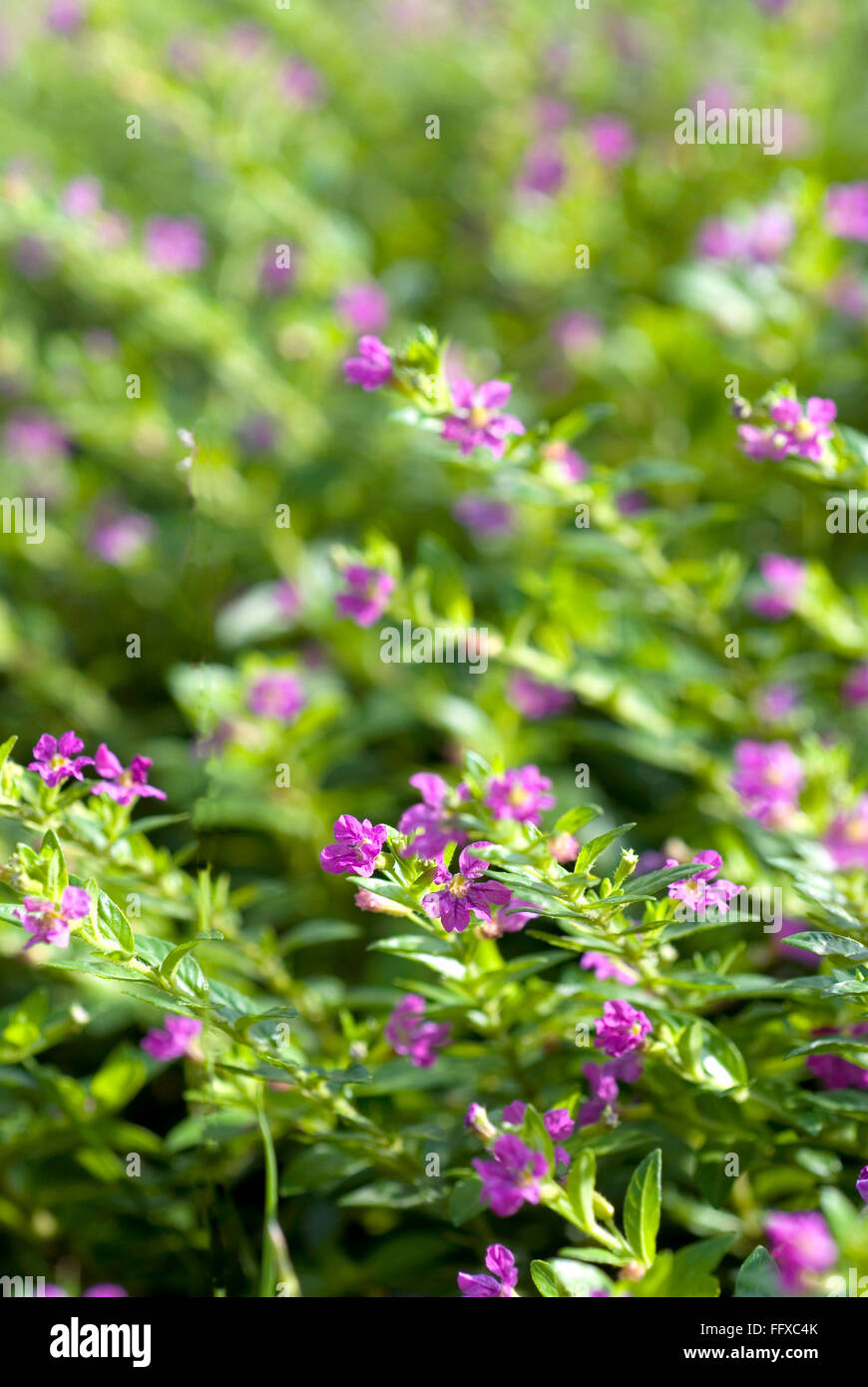 False heather Mexican heather Hedge plant pink small flowers Cuphea hyssopifolia Kunth Synonym: Parsonsia hyssopifolia Stock Photo