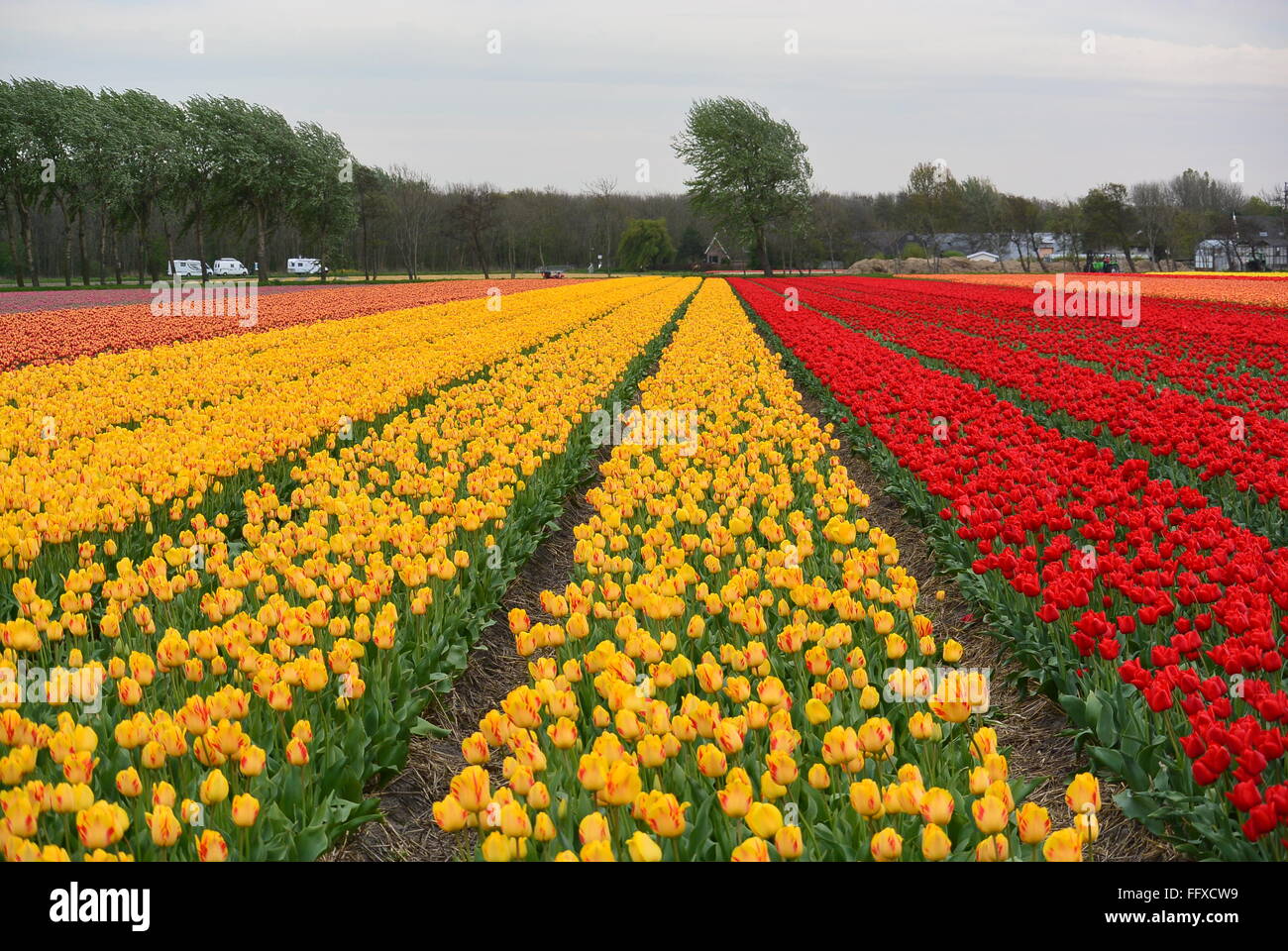 Holland in spring hi-res stock photography and images - Alamy