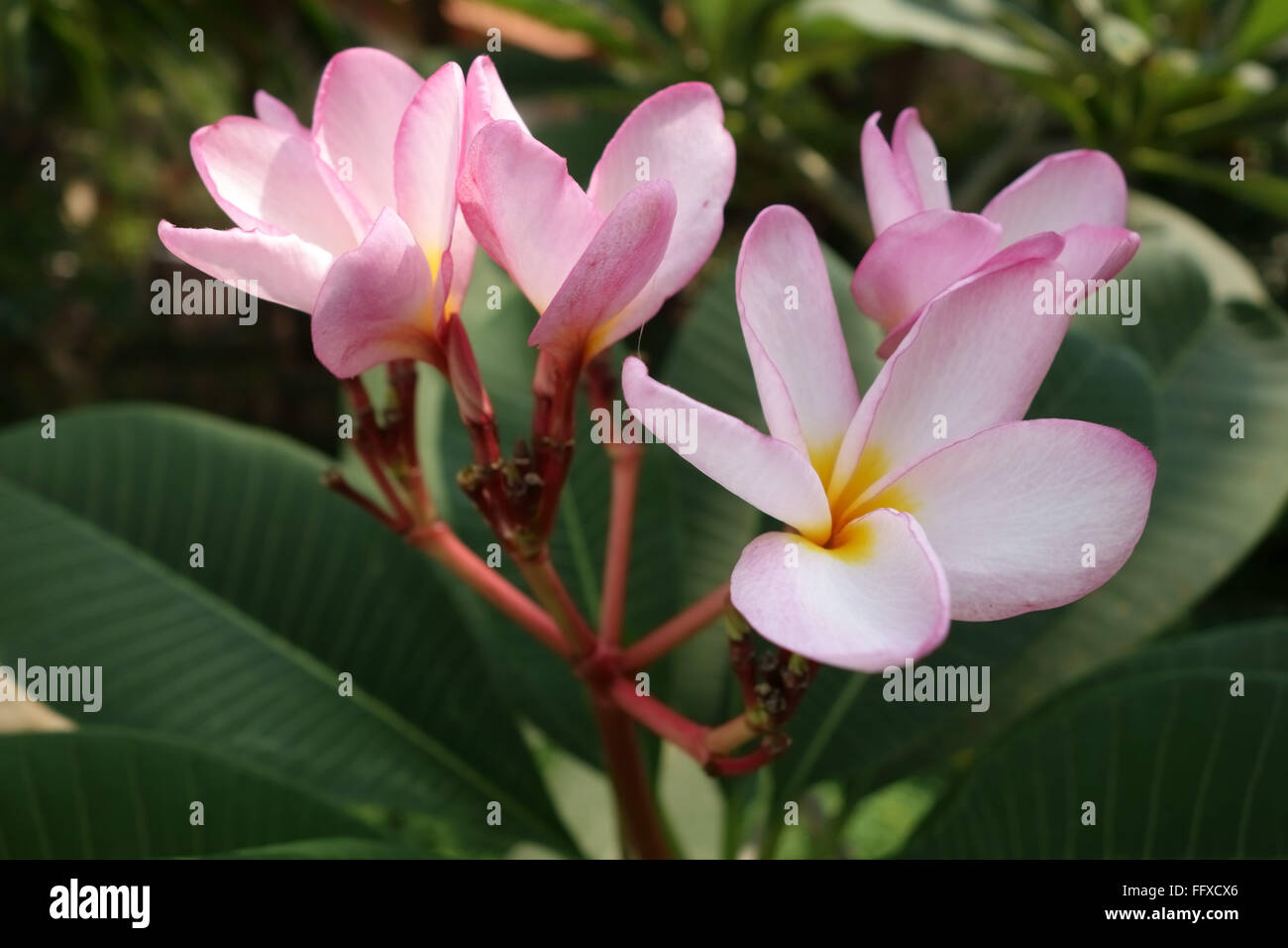 Pink flowers on a frangipani tree, Plumeria sp., an ornamental tropical plant, Bangkok, Thailand Stock Photo