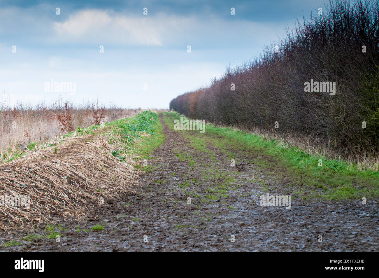 A muddy country road through a hedge lined field Stock Photo