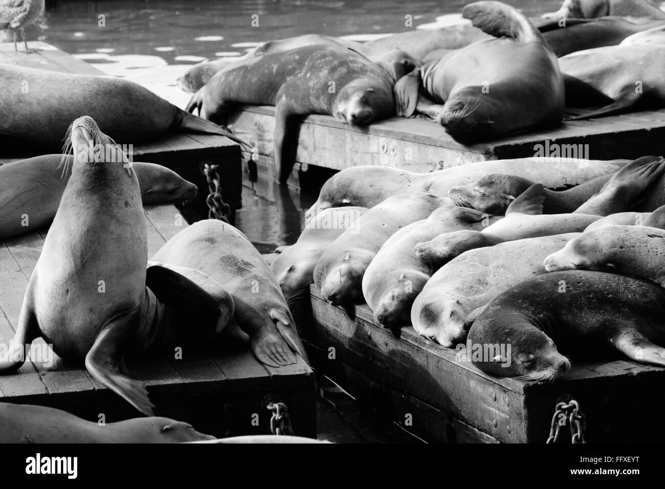 Resting seals Black and White Stock Photos & Images Alamy