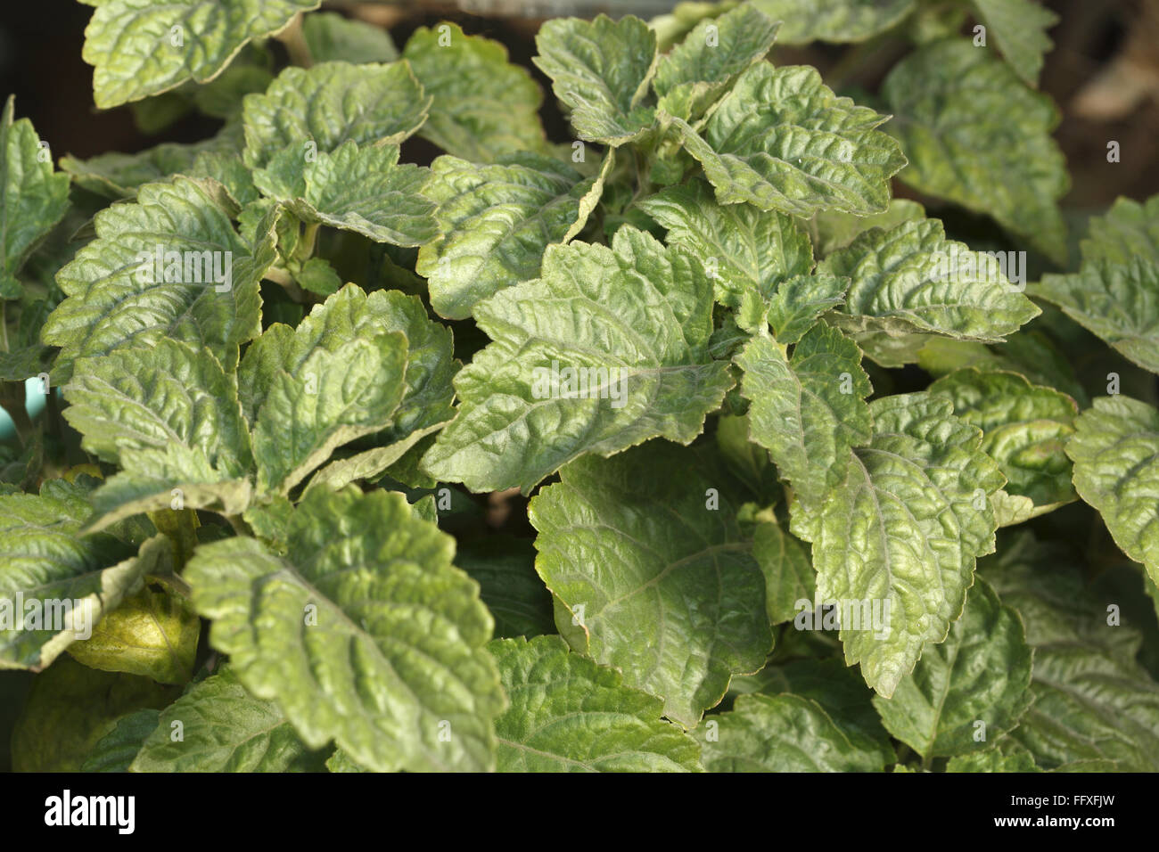 Mint plant, Patchouli plant, paccuḷi plant, deadnettle, Pogostemon cablin, Stock Photo