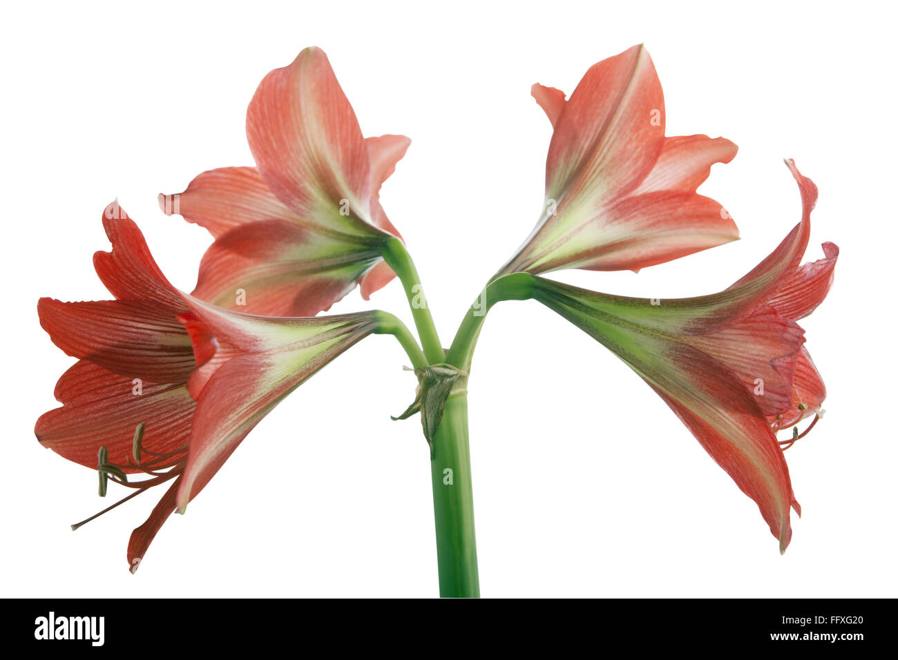 Amaryllis lily Stock Photo