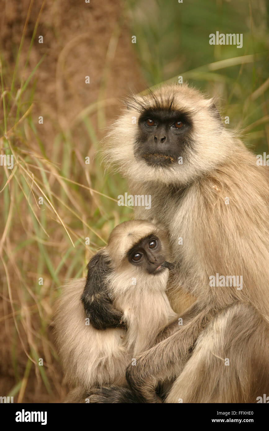 Common Langurs Presbytis entellus baby sucking mother , Sariska Tiger Reserve , Jaipur , Rajasthan , India Stock Photo