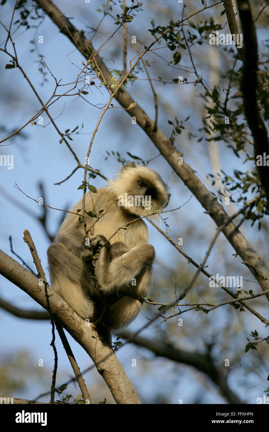 Common Langur Presbytis entellus sitting on branch of trees , Ranthambore Tiger Reserve National Park , Rajasthan Stock Photo