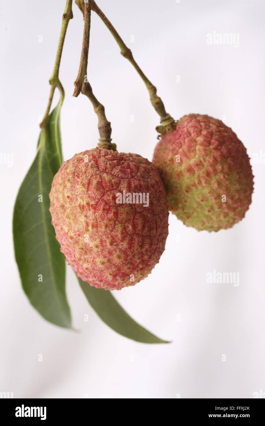 Litchi fruit with green leaves Litchi chinensis hanging against white background Stock Photo
